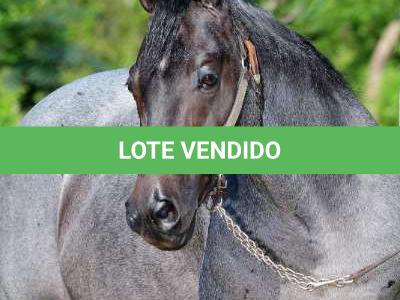 LOTE 003 - BLUE BOONSMAL (Coberturas)