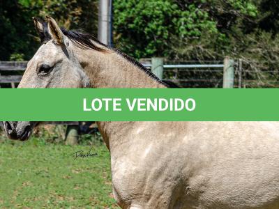 LOTE 010 - CHICHARRA 3606 DA TRADIÇÃO