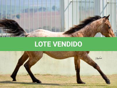 LOTE 019 - GAUCHO HICKORY