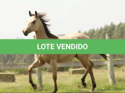 LOTE 004 - LUFTY JAY GUN DU VAL