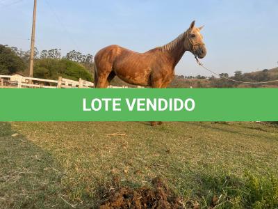 LOTE 007 - FAST IN COUNTRY PDL