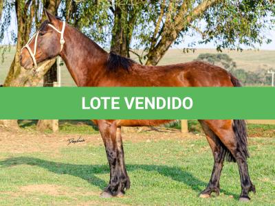 LOTE 011 - NIAZZI TARRAFA