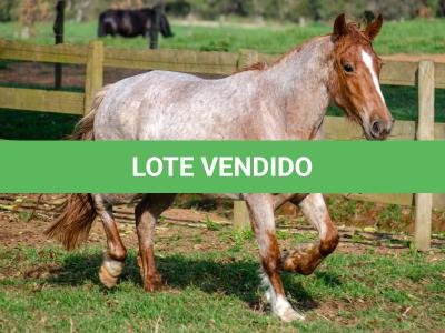 LOTE 016 - JARARACA DA CAPIVARA