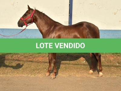 LOTE 018 - SPIRIT HANCOCK