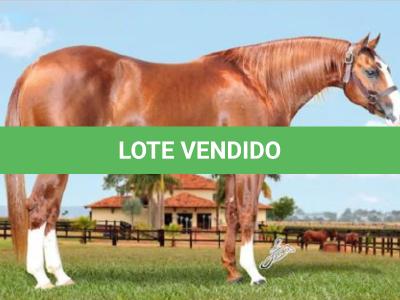 LOTE 040 A - THIS KATS KING (Coberturas)
