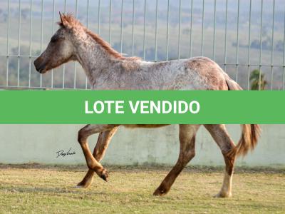 LOTE 007 - JACK KEYS