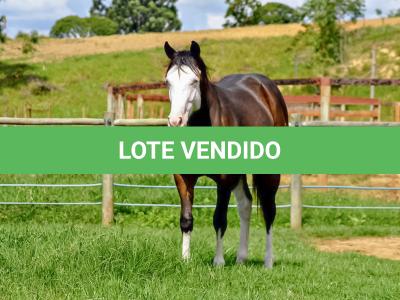 LOTE 011 - SEVERUS BOY MIME