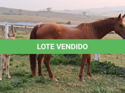 LOTE 011 - MISS LAY’S BOONADITE
