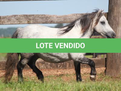 LOTE 015 - TOQUINHO
