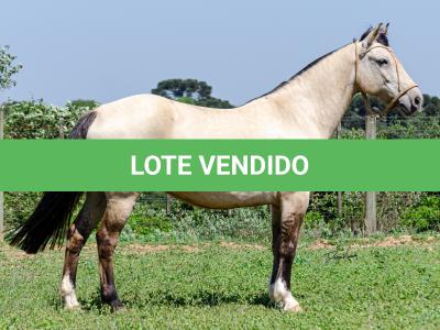 LOTE 010 - CHICHARRA 3606 DA TRADIÇÃO