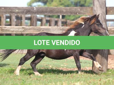 LOTE 013 - TIQUINHO