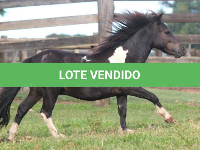 LOTE 011 - PRESTÍGIO