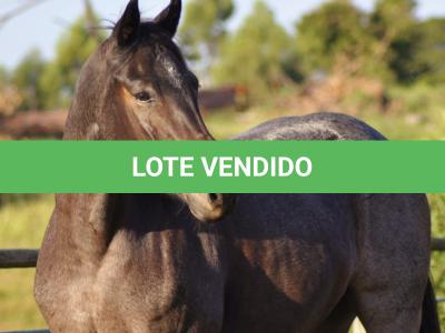 LOTE 006 - PEROLA HANCOCK SMR