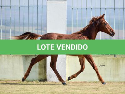 LOTE 020 - SPORTIN BLUE BOON