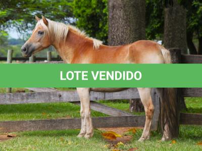 LOTE 003 - VIOLETA