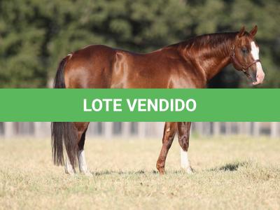 LOTE 003 - EMBRIÃO A EFETIVAR (LITTLE JAZZAREY x REDNECK CRAT)