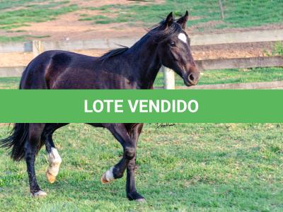 LOTE 006 - KALUNGA DA CAPIVARA