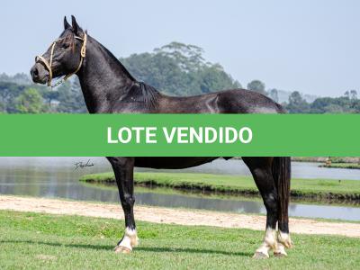 LOTE 003 - BARUC DA FLORÊNCIA