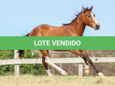 LOTE 020 - IRON POCO GUN YBJ