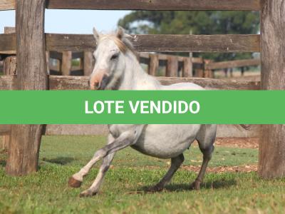 LOTE 012 - BELA