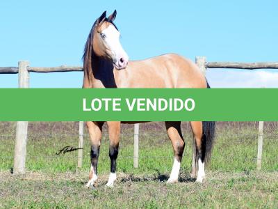 LOTE 003 - PRETTY GUN MIME