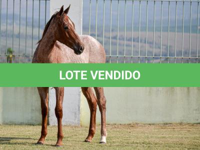 LOTE 003 - JACK DOC BEE