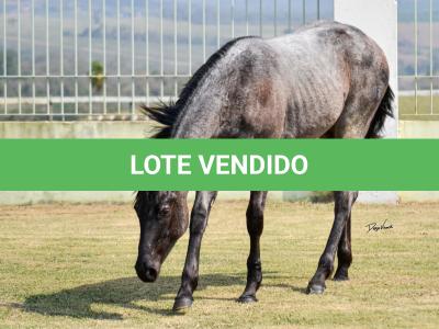 LOTE 004 - JOCASTA BLUE