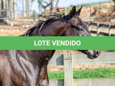LOTE 008 - INDIAN BOONSMAL SN