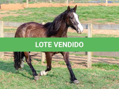 LOTE 013 - BELLE OCASION
