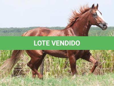 LOTE 034 A - PURO CD (Coberturas)