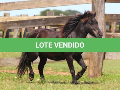 LOTE 001 - TOY