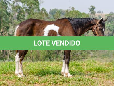LOTE 008 - INDIAN BLACK CODY