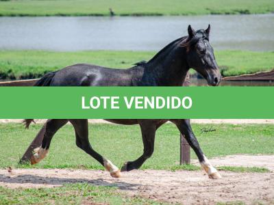 LOTE 003 - BARUC DA FLORÊNCIA