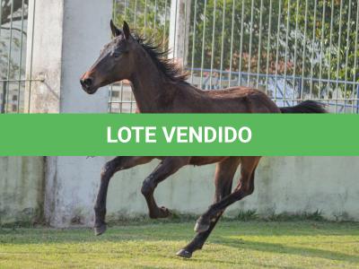 LOTE 008 - SUPER DUAL KEYS