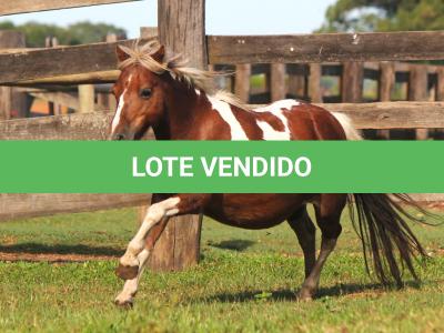 LOTE 014 - PAMPINHA
