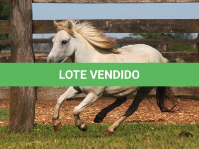 LOTE 006 - FADINHA