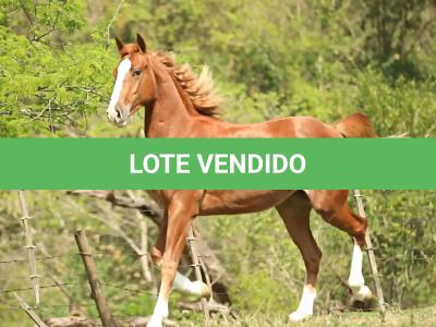 LOTE 023 - HELL BAYOU Z
