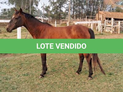 LOTE 004 - EVERY SMART BAYOU YM
