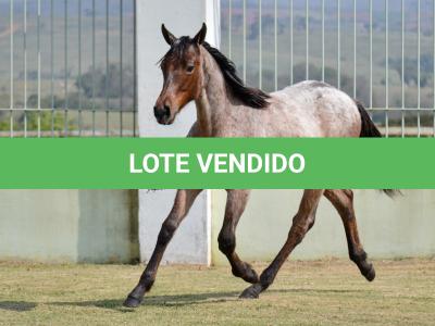 LOTE 005 - BLUE CHICOLENA