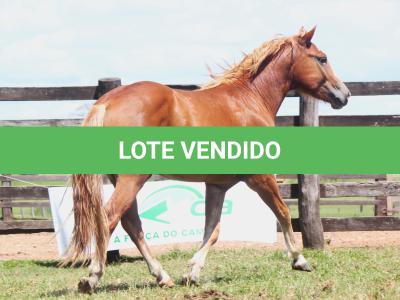 LOTE 016 - TORNADO