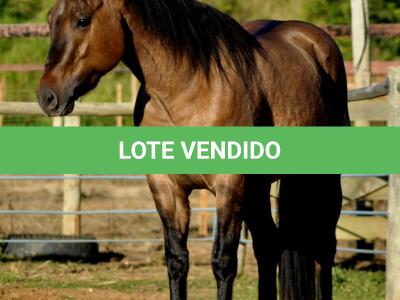 LOTE 008 - SIMBA DUN'IT MIME