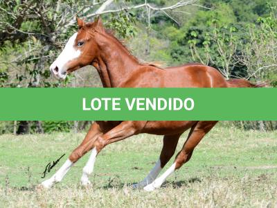 LOTE 017 - QUESTION BOY CODY Z