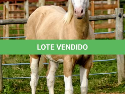 LOTE 012 - MAVERICK BOY MIME