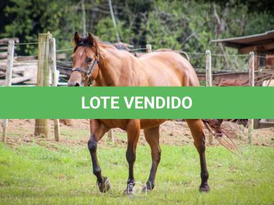 LOTE 004 - TINA OKIE WINPY  (2x1)