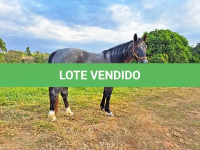 LOTE 016 - PEPTOBOONREY