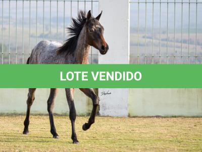 LOTE 012 - GAUCHO OLENA