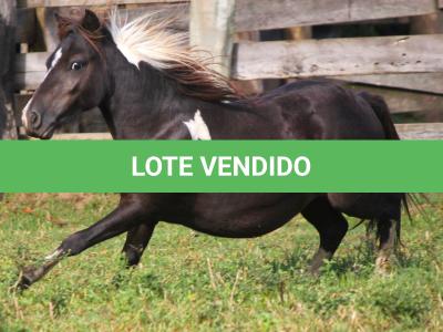 LOTE 013 - TIQUINHO