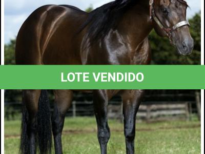 LOTE 003 - TINA JAY CASH