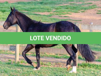 LOTE 006 - KALUNGA DA CAPIVARA
