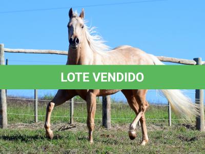 LOTE 007 - AYLA SHINNING GUN